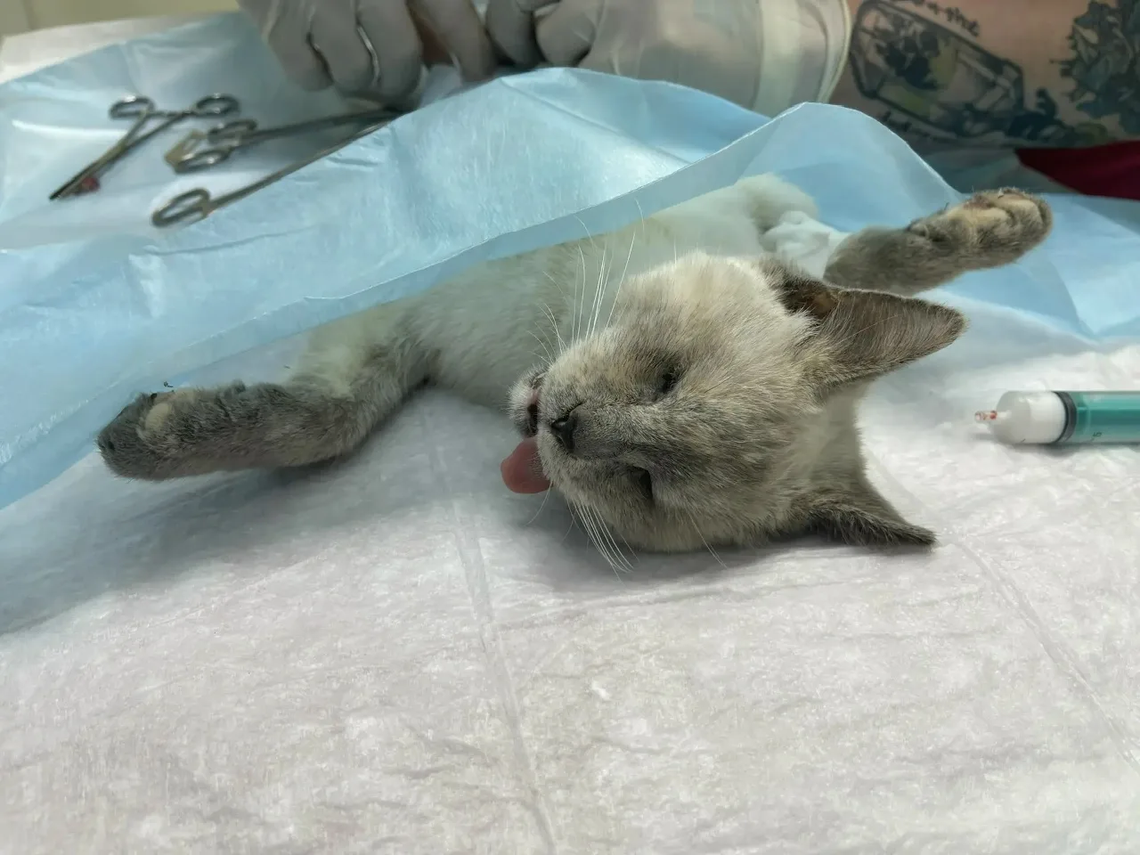 За кулисами приюта. Как ваша помощь работает каждый день. 🙏🐾  Сегодня у нас в «Омских хвостиках» сно