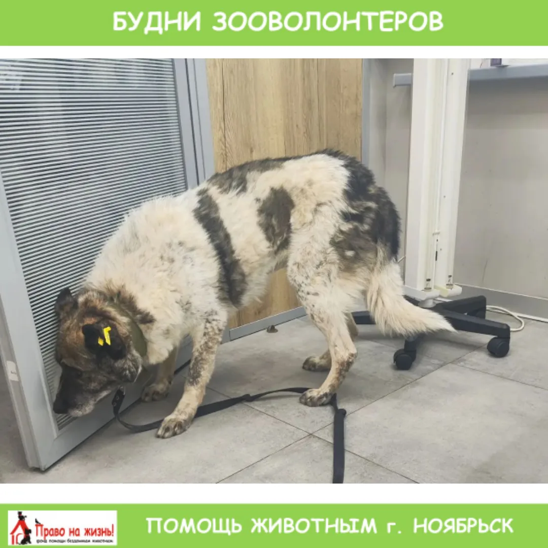 🐾 БУДНИ ЗООВОЛОНТЁРОВ: история Картошки