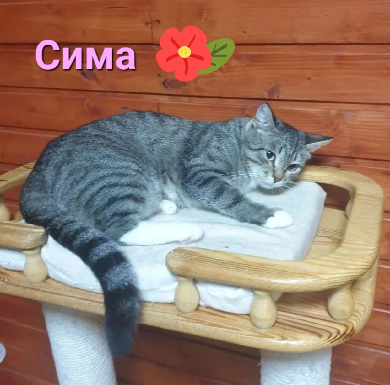 КАМЫШОВОГО окраса КОШКИ 🐈 САМЫЕ ДОБРЫЕ, ЛАСКОВЫЕ И ПРЕКРАСНЫЕ МЫШЕЛОВКИ 🐀☝️,