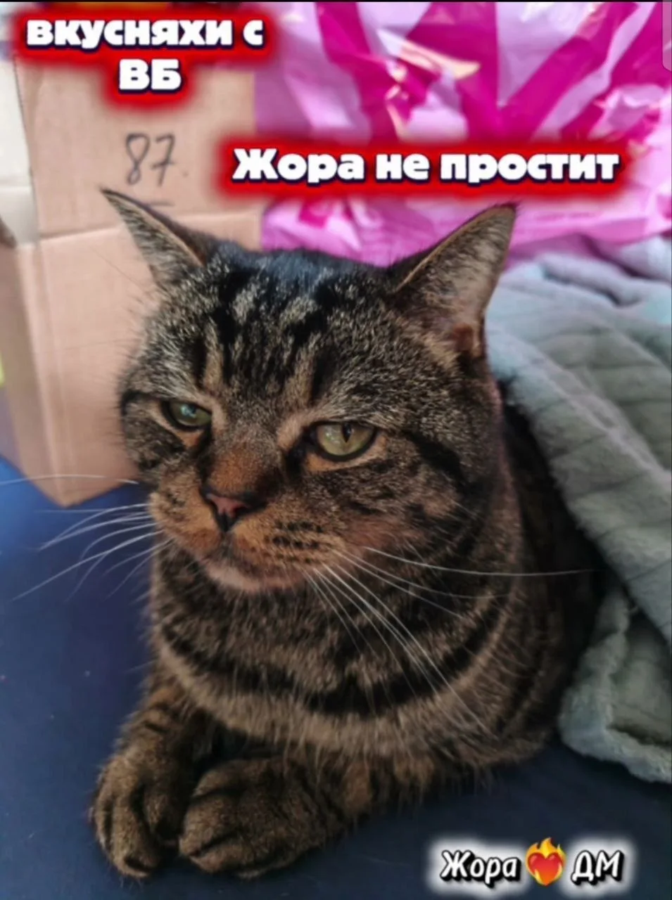 ❤ Доброе утро, Мракоборцы!

Наш КОТолисман Жорик, он же Жопа, он же Георгий Юргенсович, раздосадован