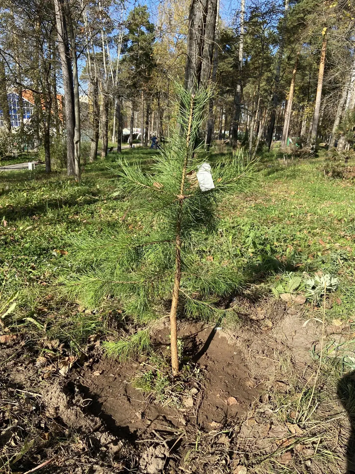 🌲 Вчера в городском парке высадили новые сосны