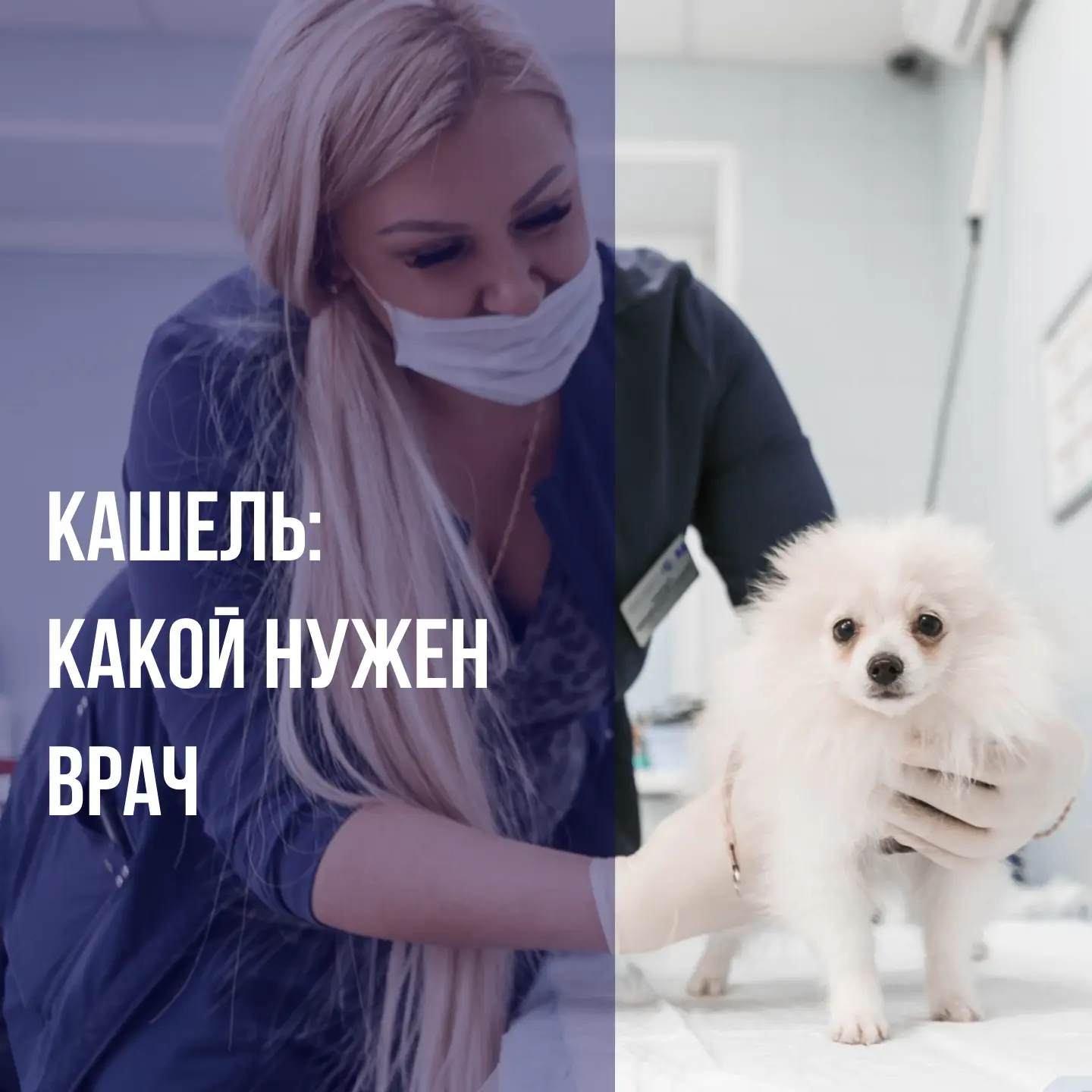 Кашель, тяжелое дыхание, хрипы, одышка – многие владельцы долго списывают это на «прост...