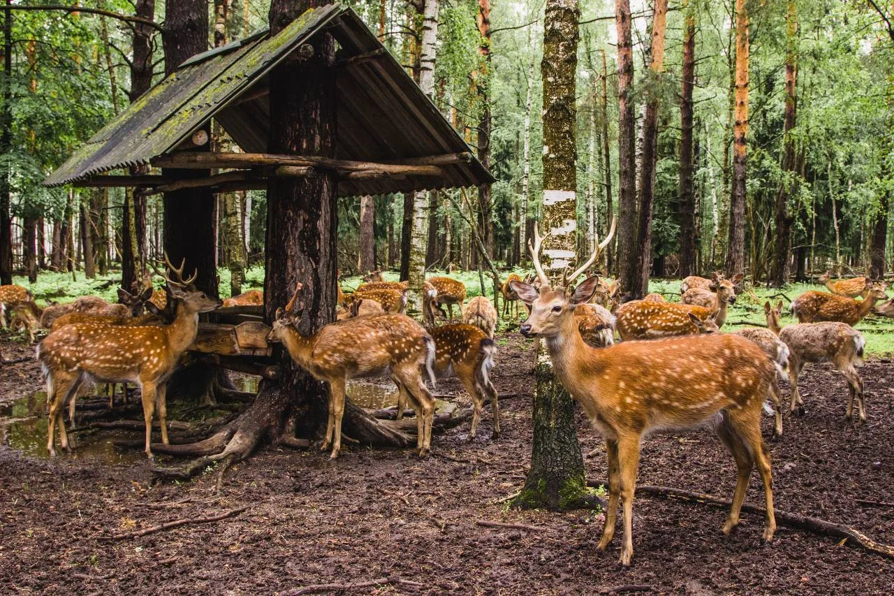 🦌 «Копорье» передано в ведение нижегородского минлесхоза