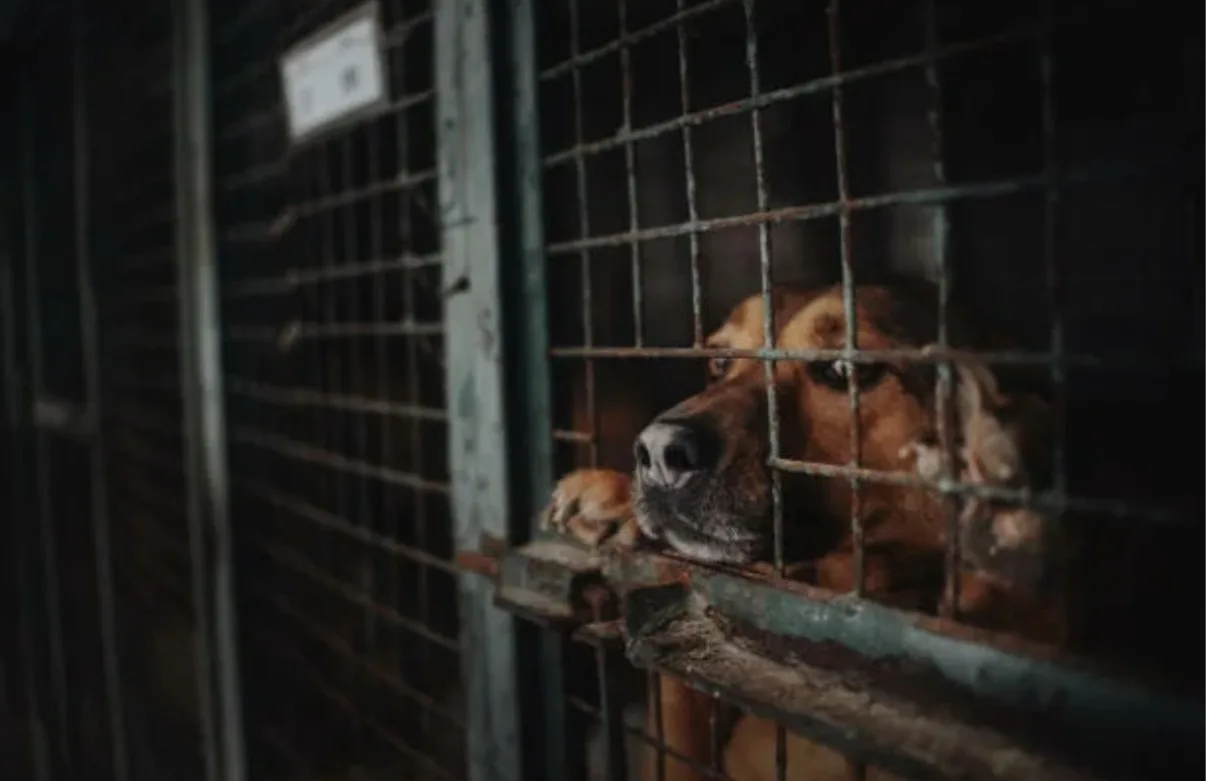 🐕Бездомных собак начнут снова ловить в Краснодаре