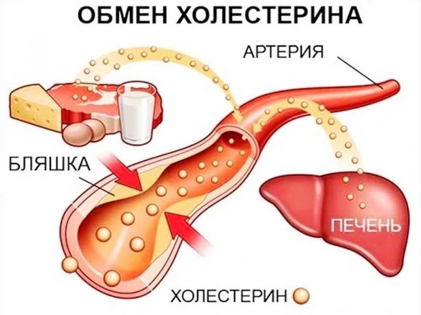 Холестерин: враг или жизненно важный строительный материал?