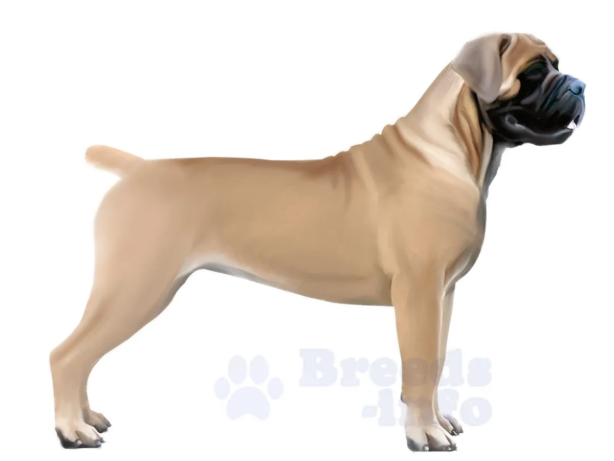 ⚡Южноафриканский бурбуль ⚡ породы собак ⚡ крупные породы собак ⚡️breedsinfo ⚡️dogmem