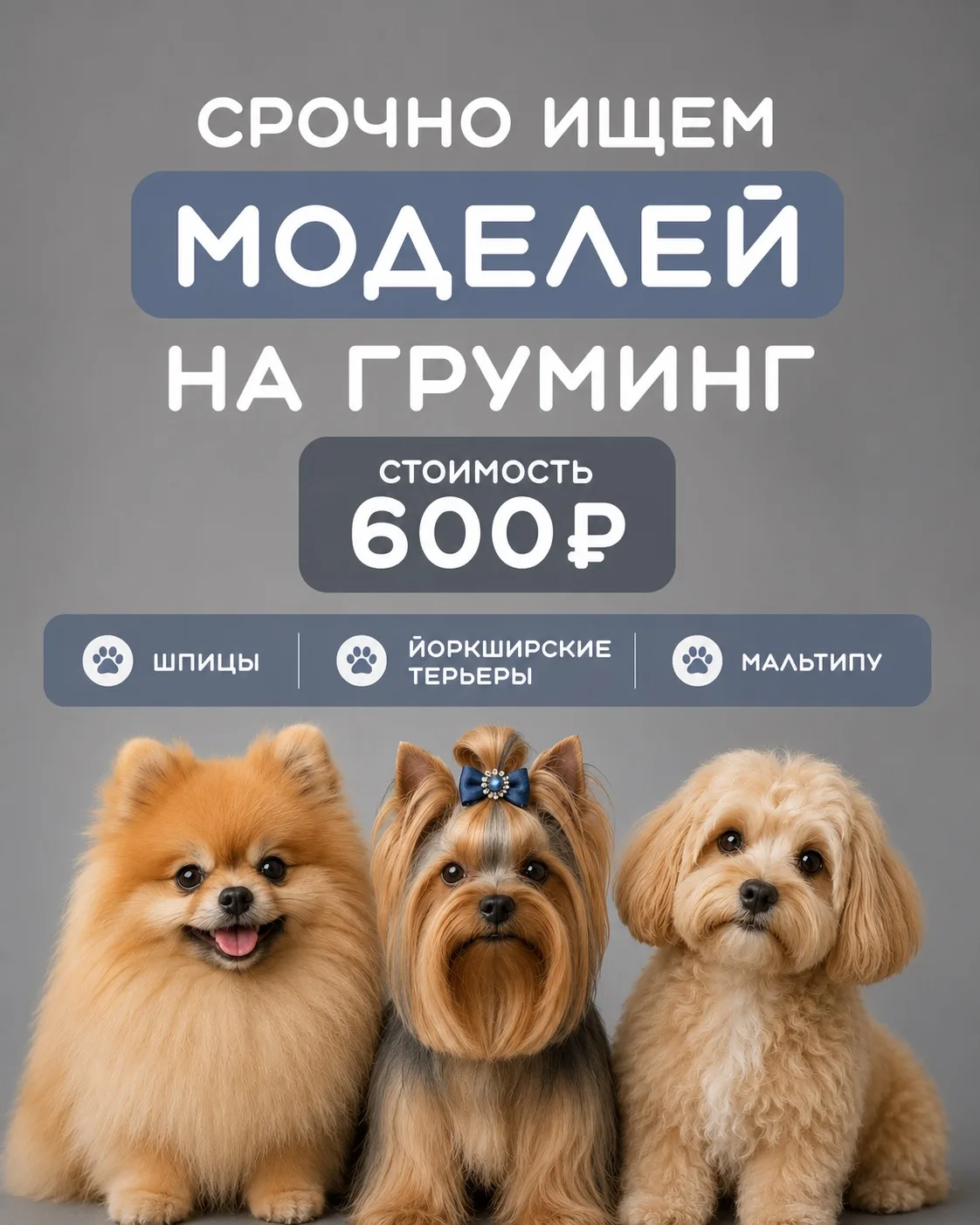 🐶 Срочно ищем моделей на груминг! ✂️