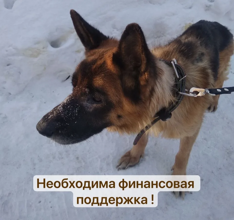 ДРУЗЬЯ! Нам очень нужна ваша помощь!