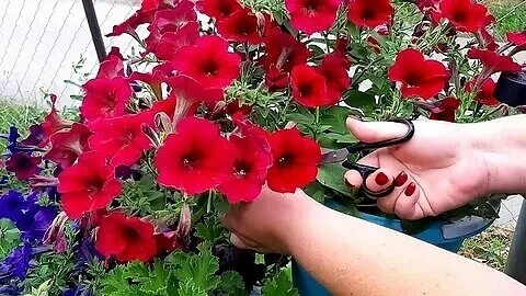 ЧЕМ ПОДКОРМИТЬ ПЕТУНИЮ ПОСЛЕ СТРИЖКИ...