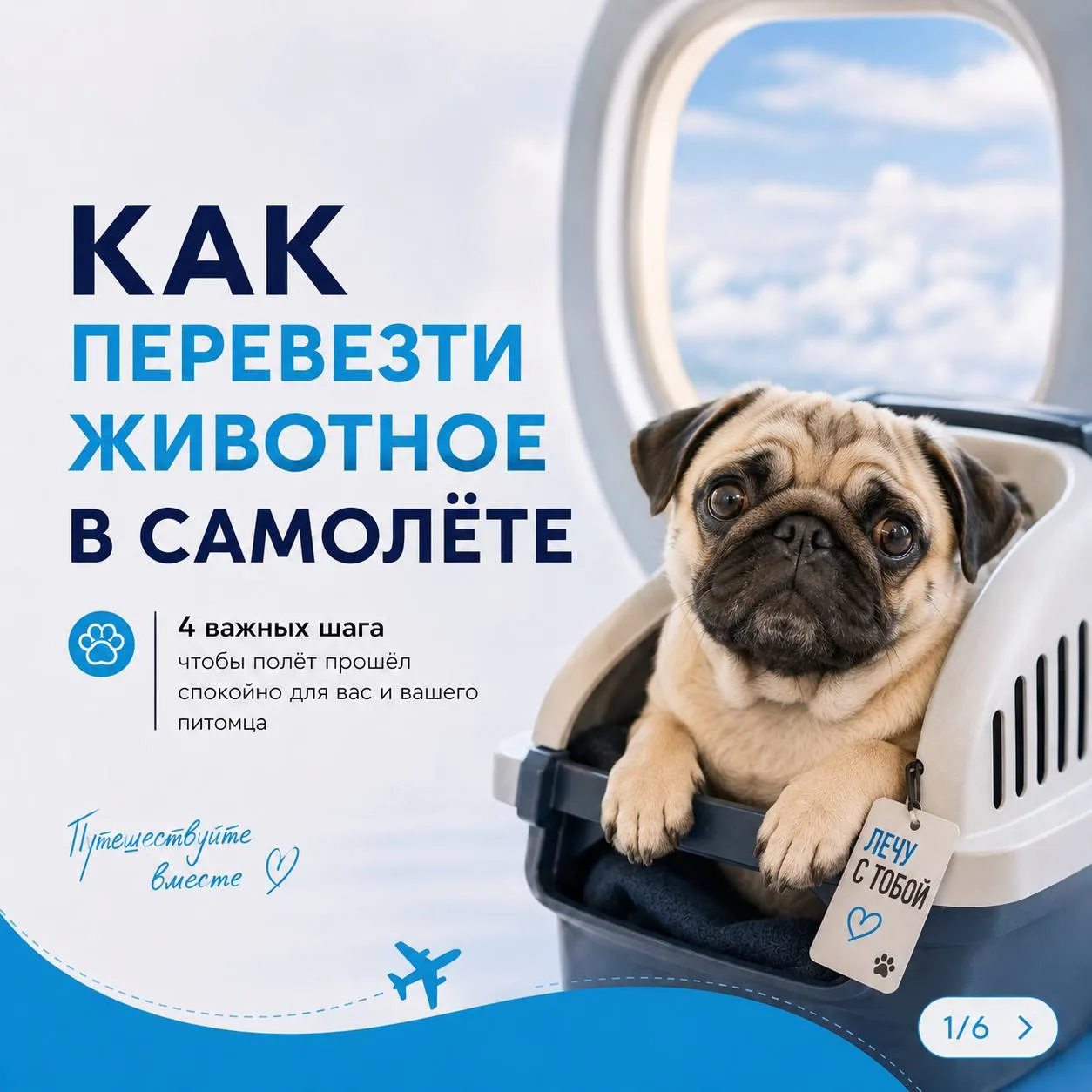 🥰 Перевезти питомца в самолёте? Реально.
