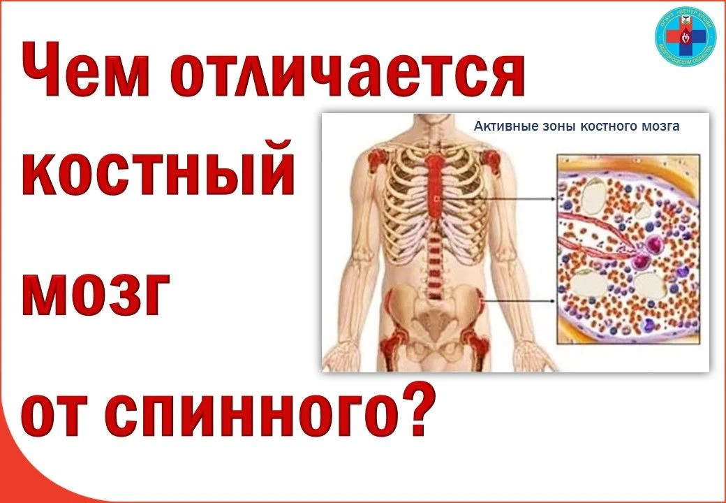 Друзья!

Чем же отличается костный мозг от спинного?

Часто возникает путаница между костным и спинн