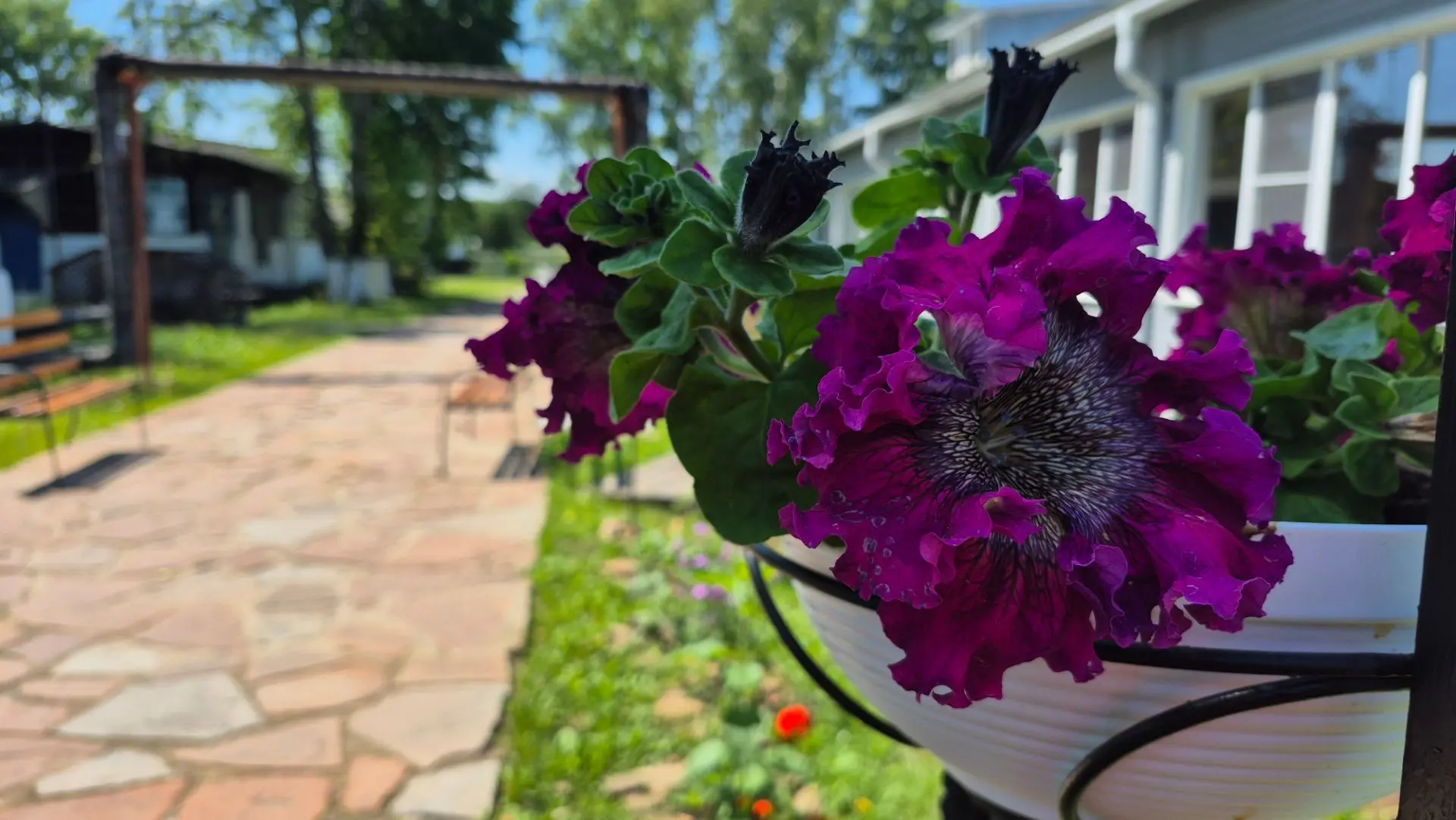 🌸 Лето в школе — это не только тишина коридоров, но и буйство красок на клумбах! 🌸
Пока ребята отд