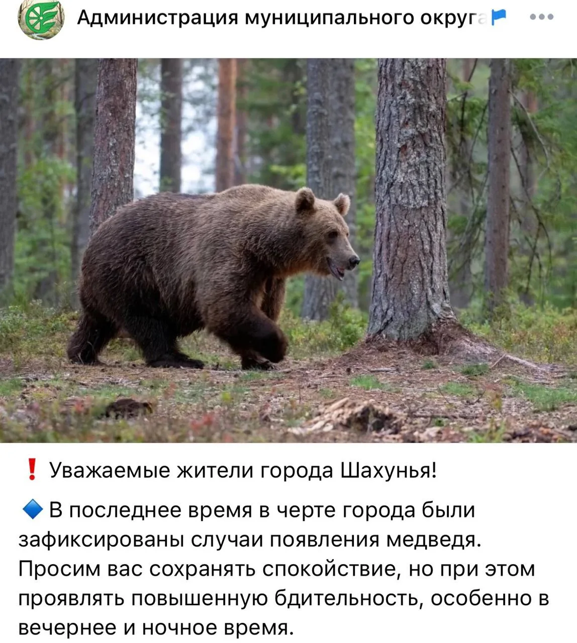 В Шахунье заметили медведя.