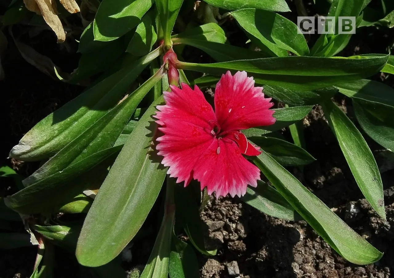 ✨Доброе утро, друзья!  🌸Приветствуем наступающий день, наслаждаясь чарующими снимками цветущего Пось