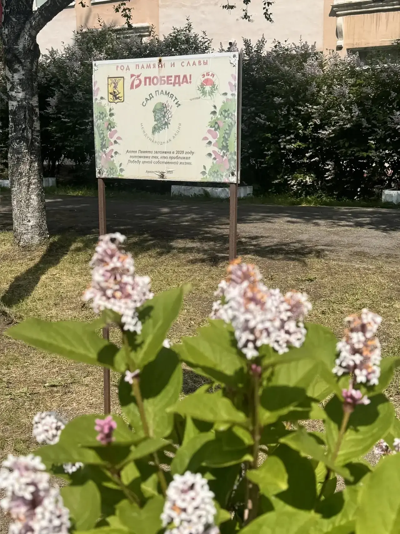 Аллея памяти: сирень в честь Победы
В 2020 году, отмечая 75‑летие Великой Победы, ученики Эколого‑би