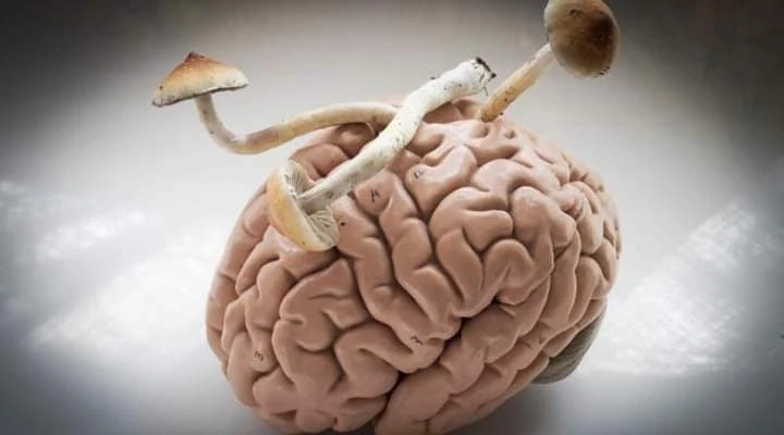 🍄ГРИБЫ ВЛИЯЮТ НА МОЗГ 🧠