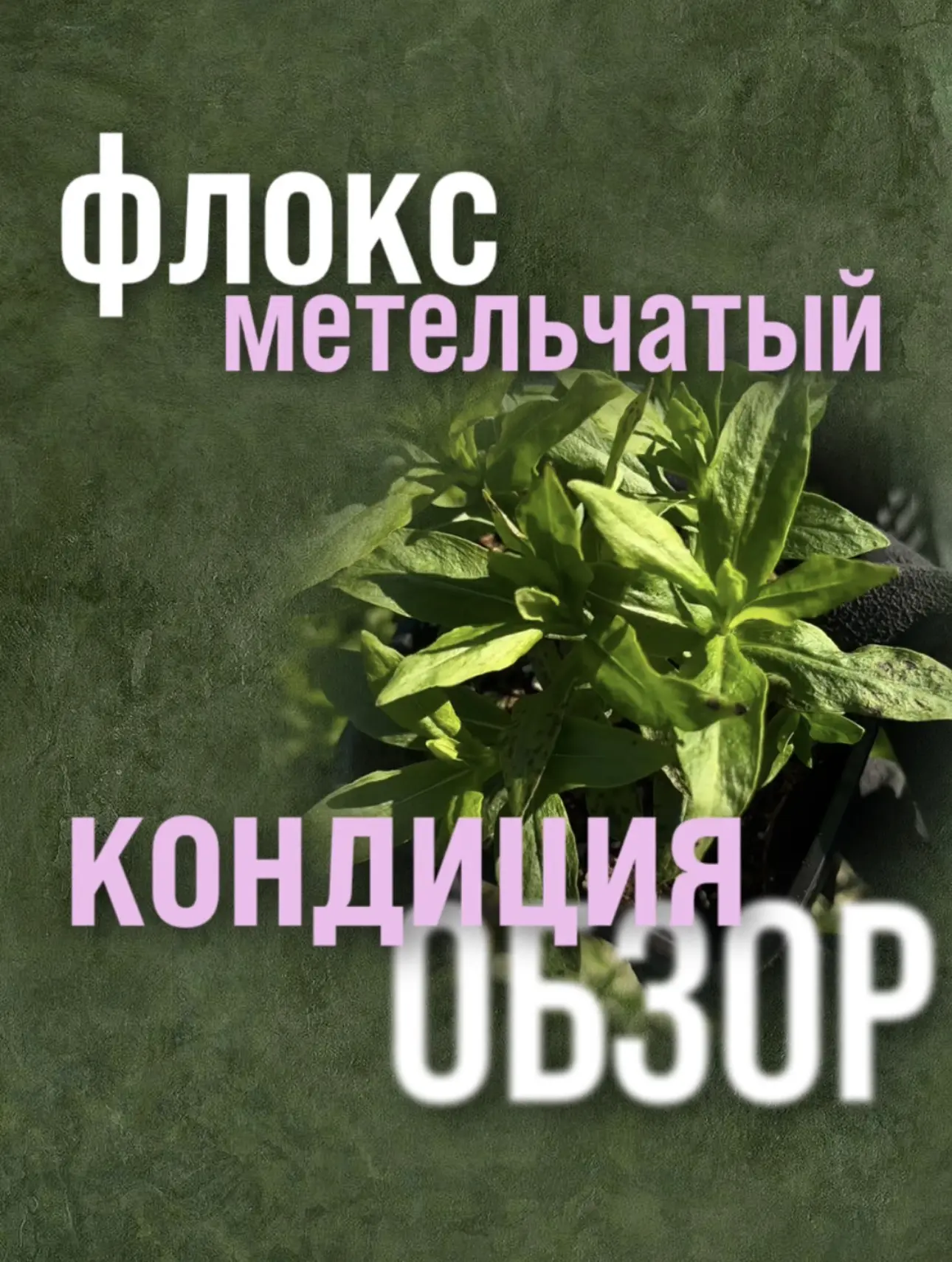 Краткий видеообзор саженцев метельчатого флокса🌸