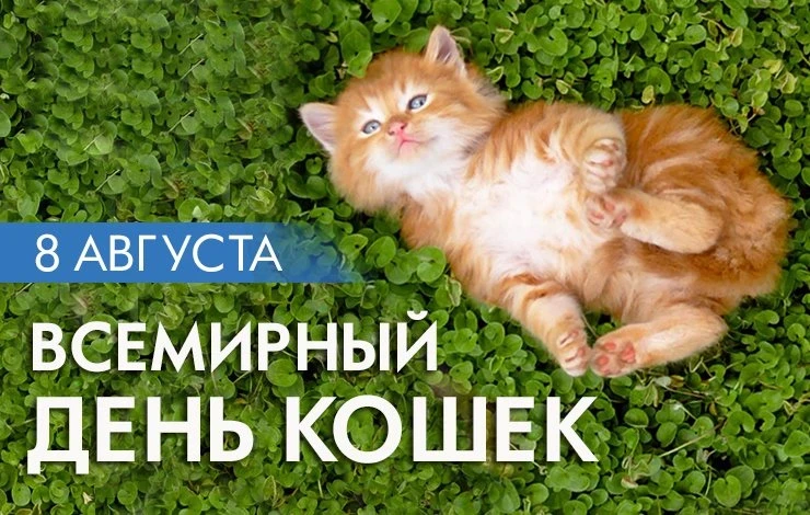 Бельчата»: День кошки — пушистый праздник в нашей группе! 🐿️

Сегодня в группе «Бельчата» мы отмеча