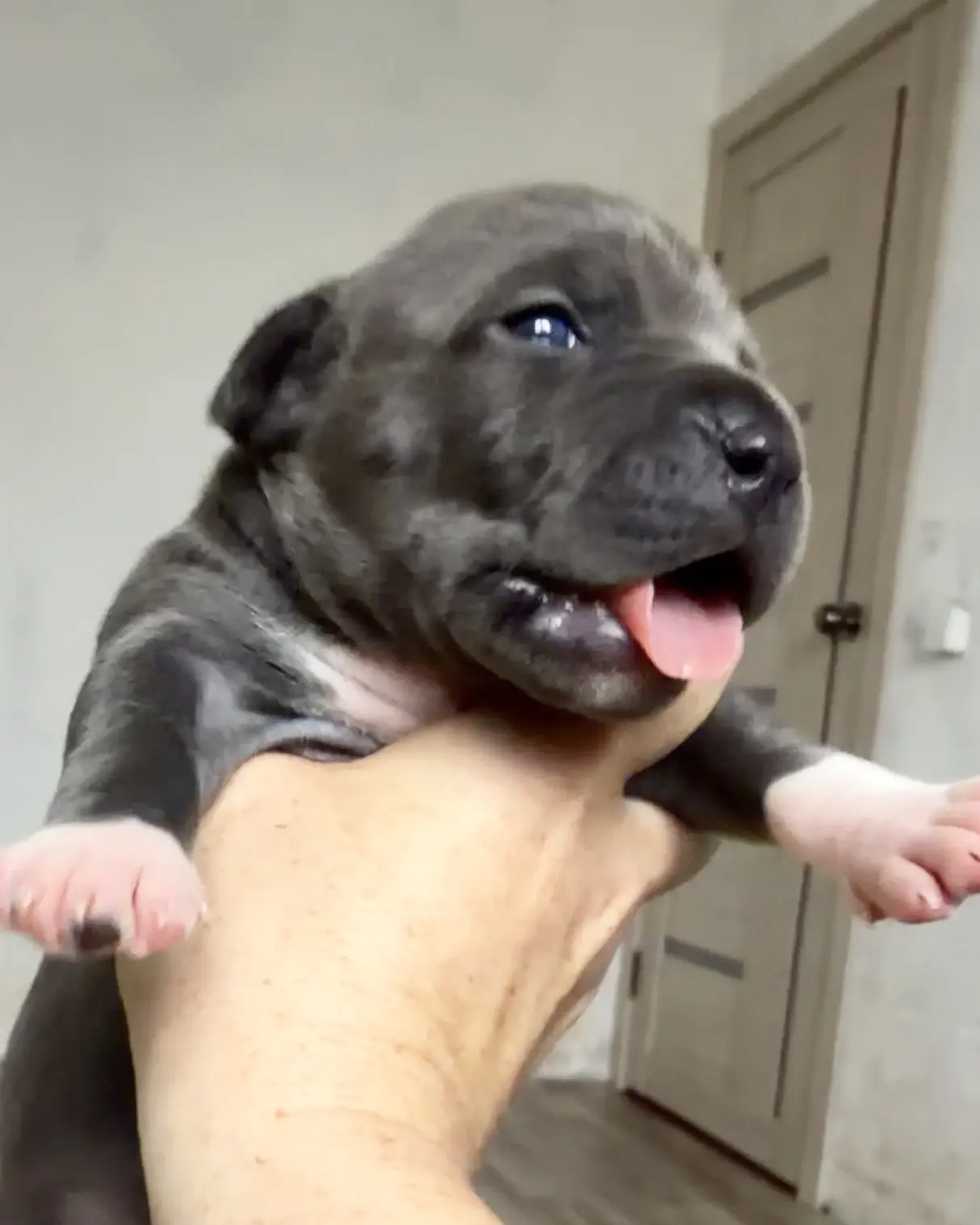 🐶🐾Как выбрать своего щенка?