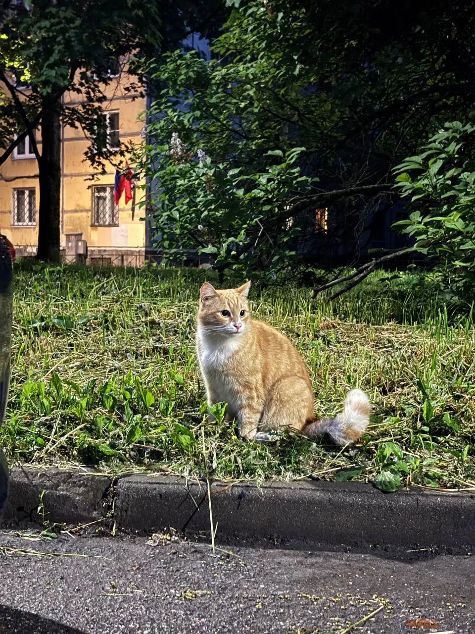 Подписчица интересуется, кота никто не терял?

"Мне кажется это домашний кот или кошка. Чистый какой