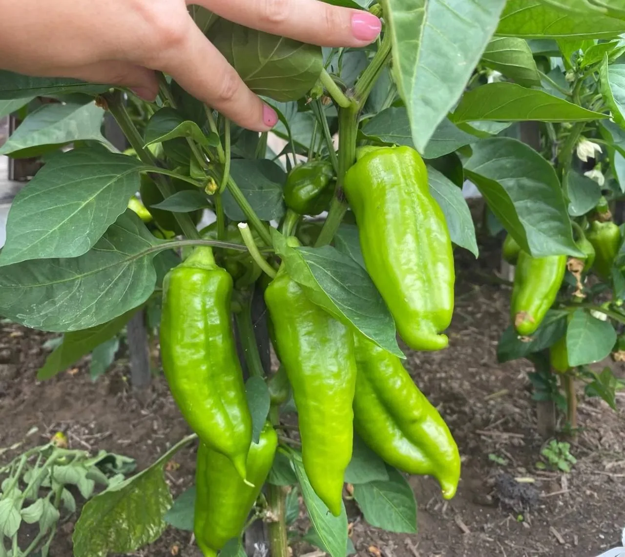 🌶 Чем подкормить перец для богатого урожая

🟢 После высадки в грунт (через 10–14 дней)
Чтобы кусты