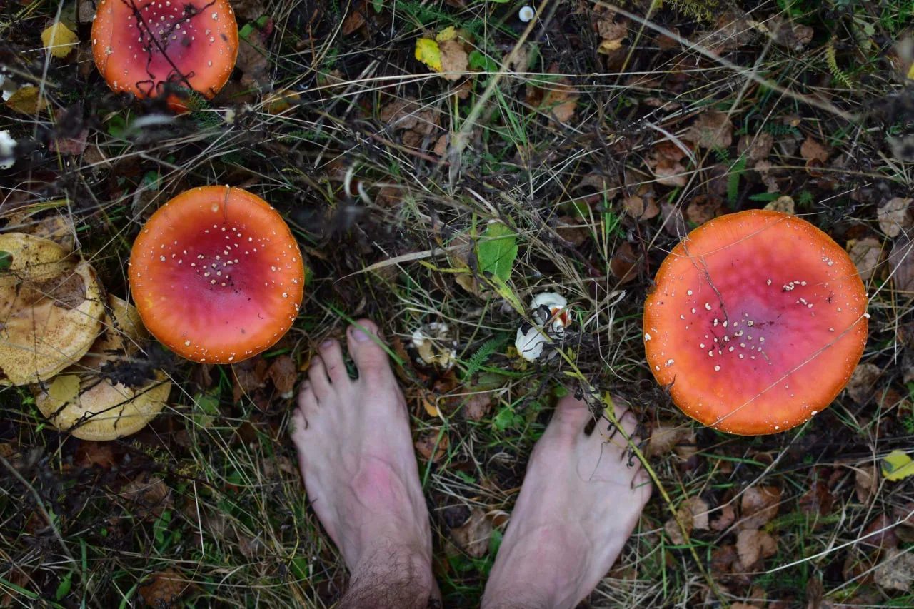 Приморцев предупреждают о штрафах за «тихую охоту» 🍄

Отправляясь за грибами, помните о правилах и 