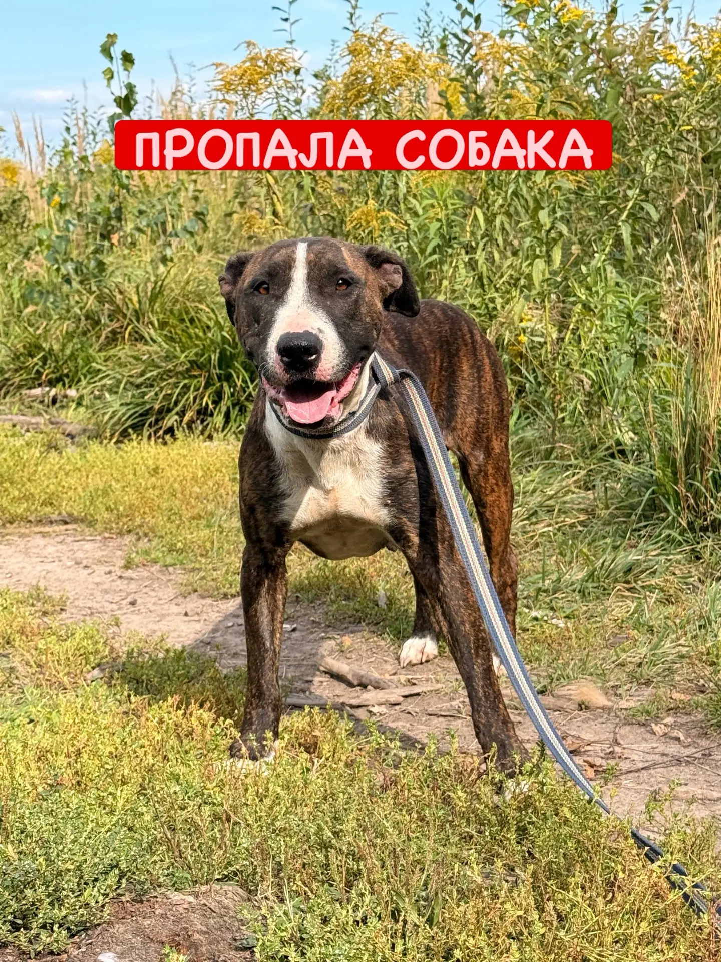 Если Вы гуляете с собаками в Ленинском, пожалуйста, смотрите Айку! Она прячется от любо...