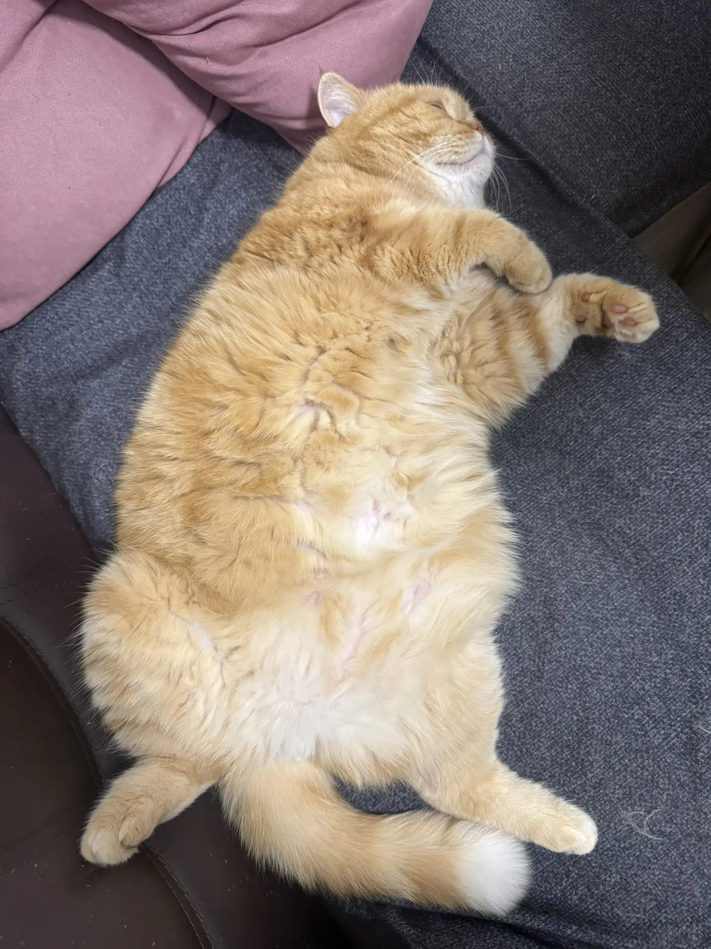 Не проблем , не забот 😄 мяганький мой 😻