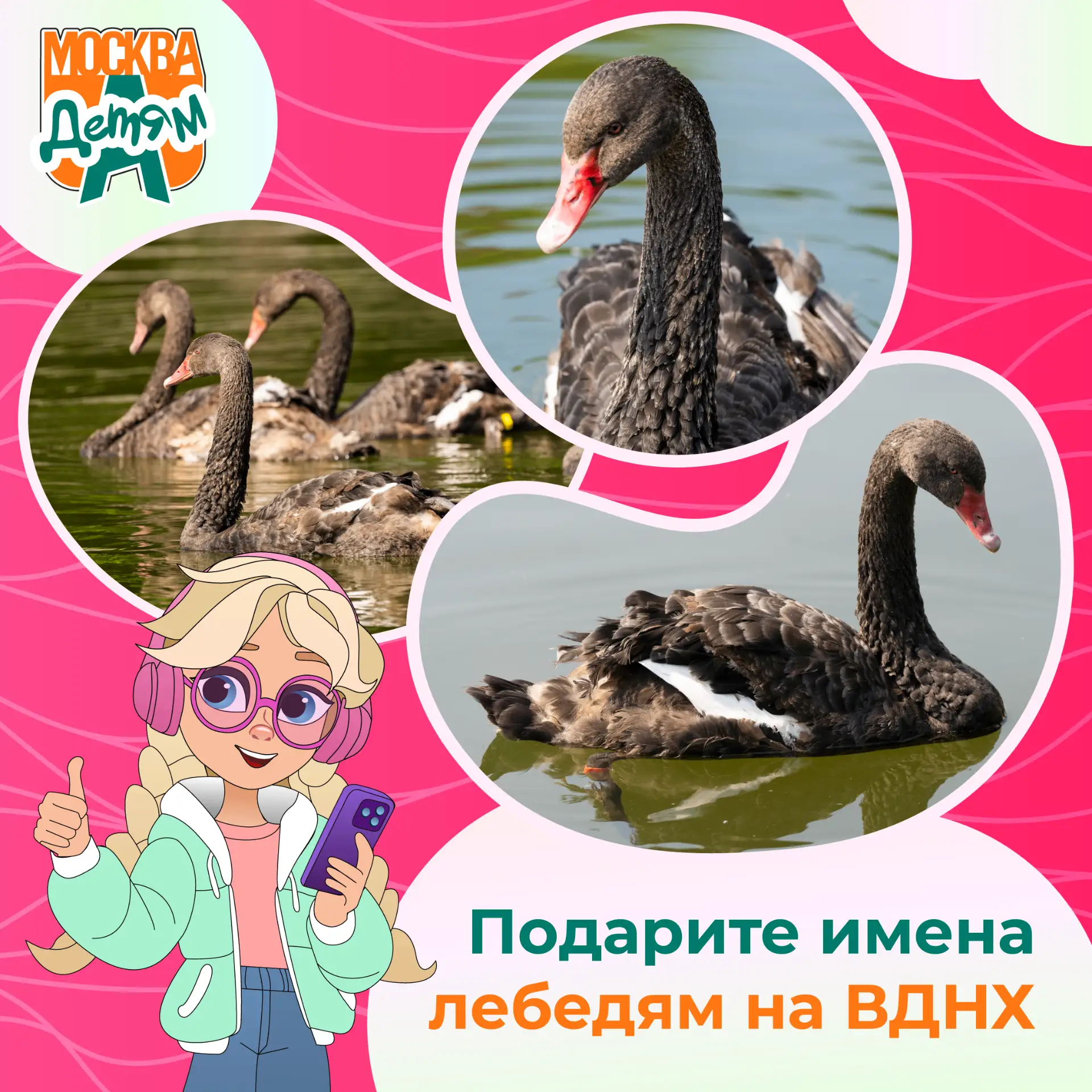 Приглашаем юных москвичей выбрать имена чёрным лебедям

Совсем недавно на 4-м Каменном пруду на ВДНХ