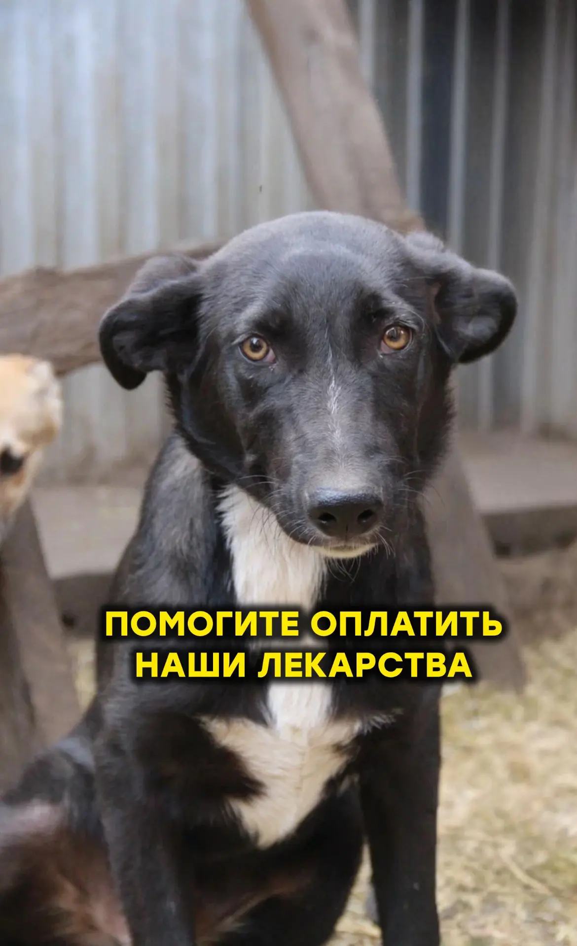 Друзья, помогите закрыть сбор на лекарства💊 От него очень многое зависит!