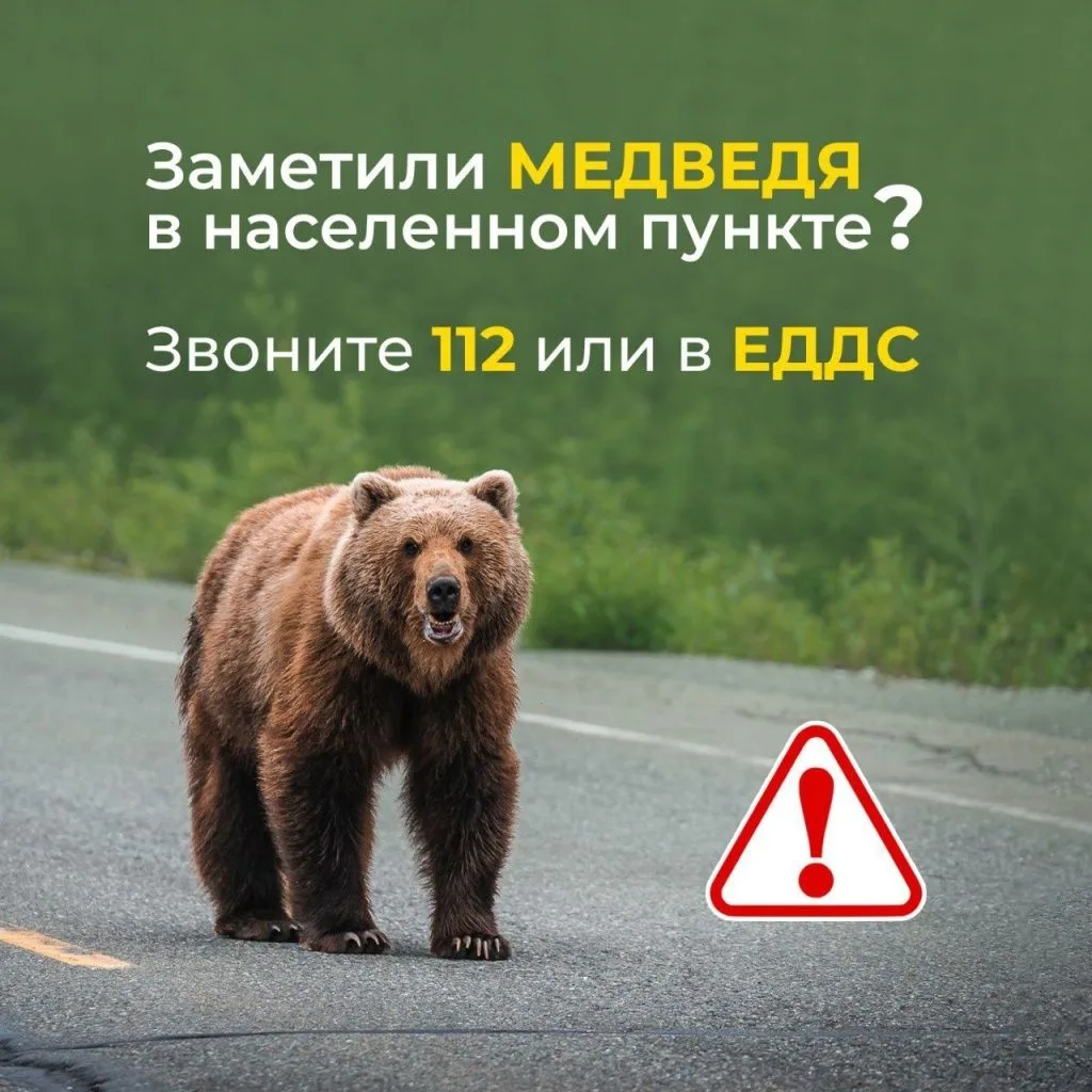 ❗В Иркутской области введён режим повышенной готовности из-за участившихся выходов медв...