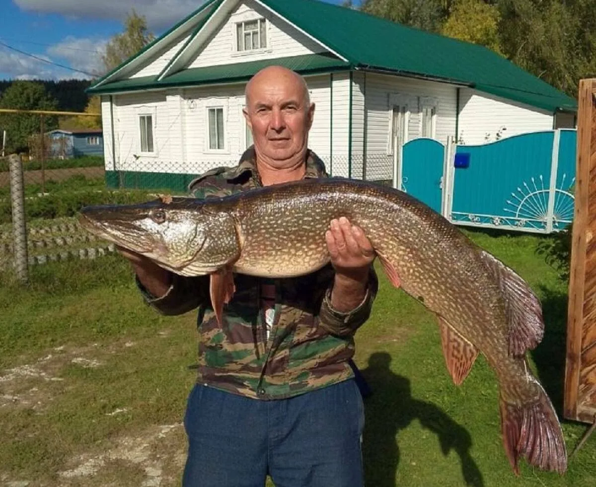 🎣Гигантскую 12-килограммовую щуку поймал 68-летний житель Волжска

Трофейную рыбу он выловил на Вол