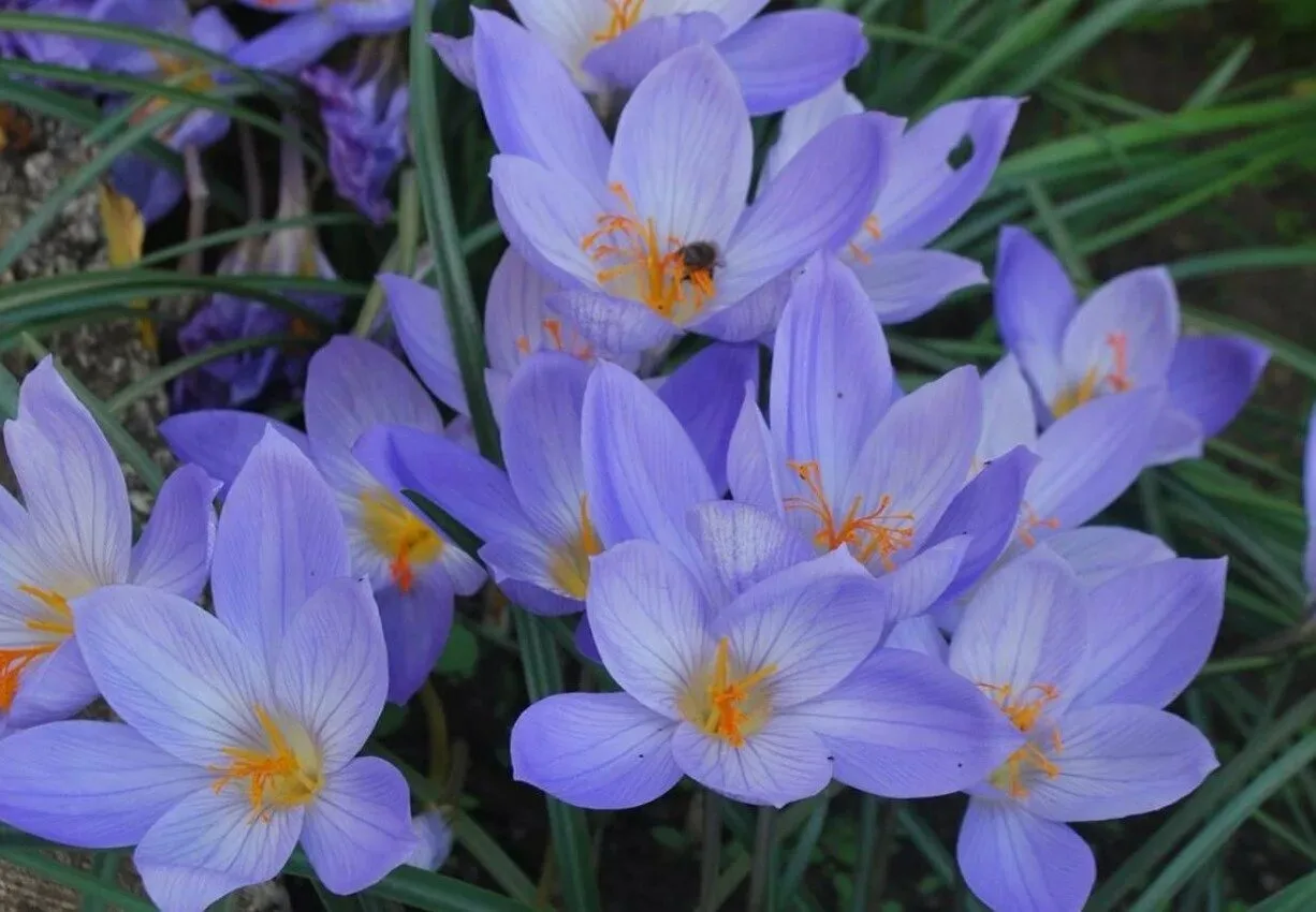 🌷 Крокусы — весеннее чудо по суперцене!