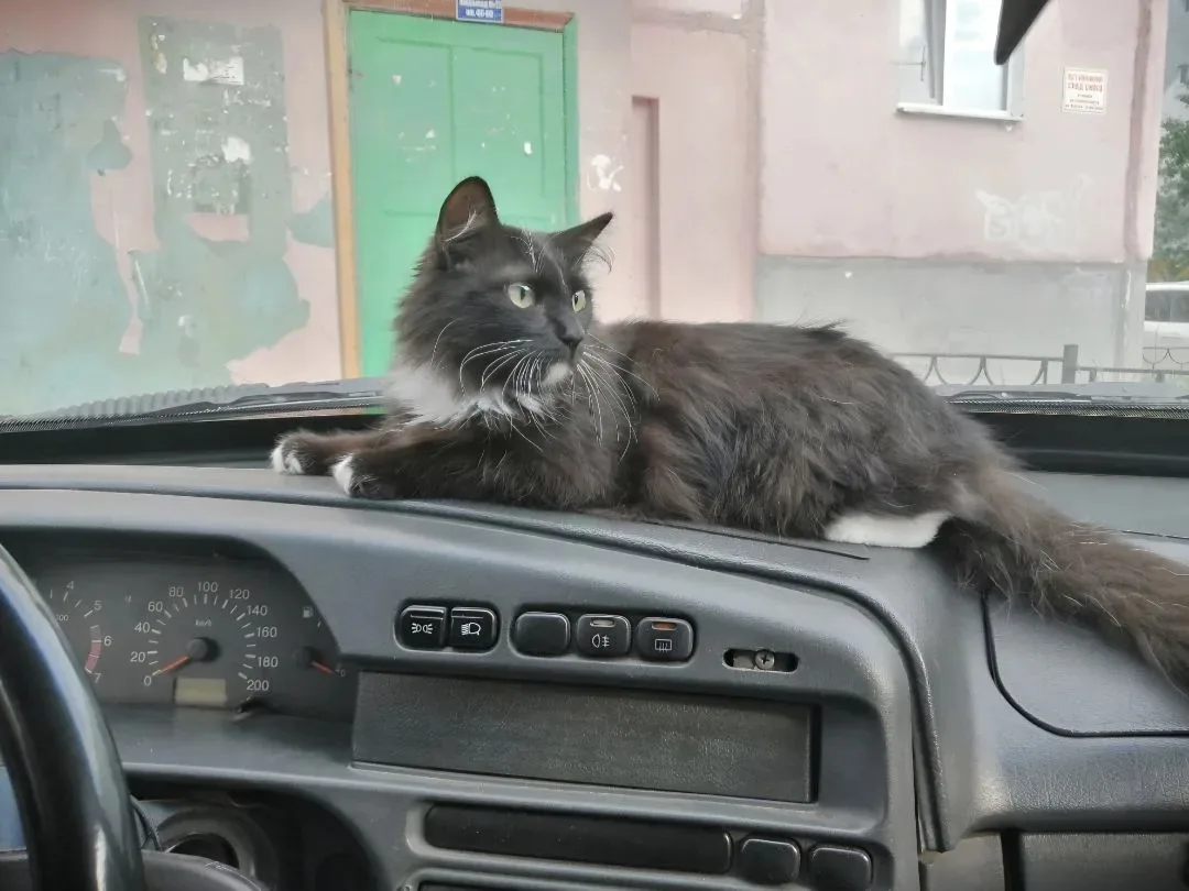 🐱 Отдаём в добрые руки очаровательного котика!