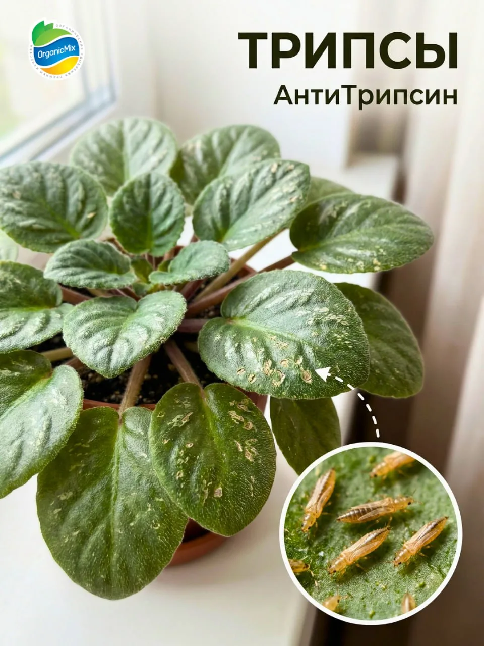 ДОМАШНЯЯ АПТЕЧКА ДЛЯ ЦВЕТОВ: БЕЗОПАСНО ДЛЯ ДЕТЕЙ И ЖИВОТНЫХ 🌿  Зимой нам так хочется сохранить кусоч