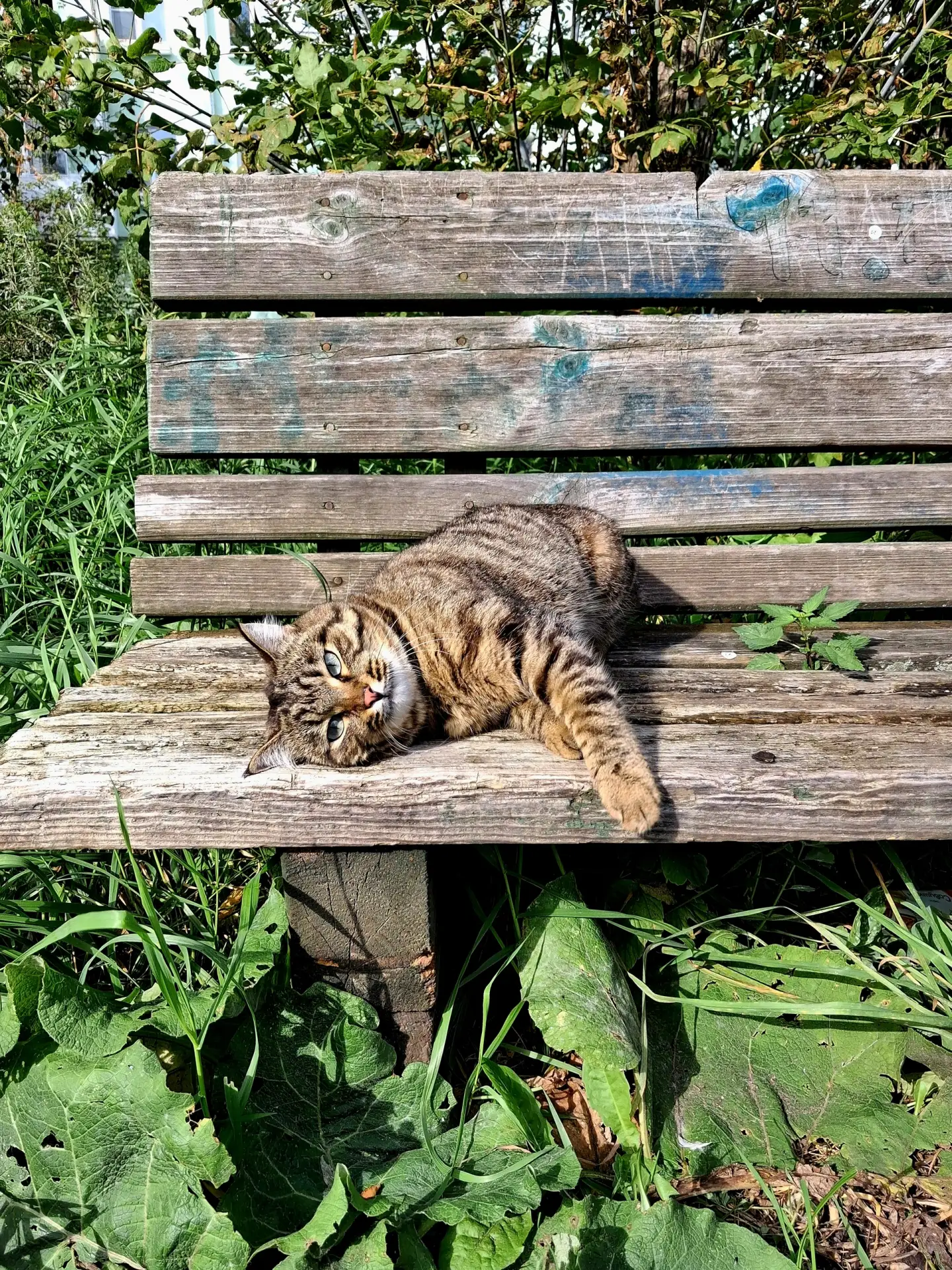 - Вот я, например, кот. А чего добился ты? )
