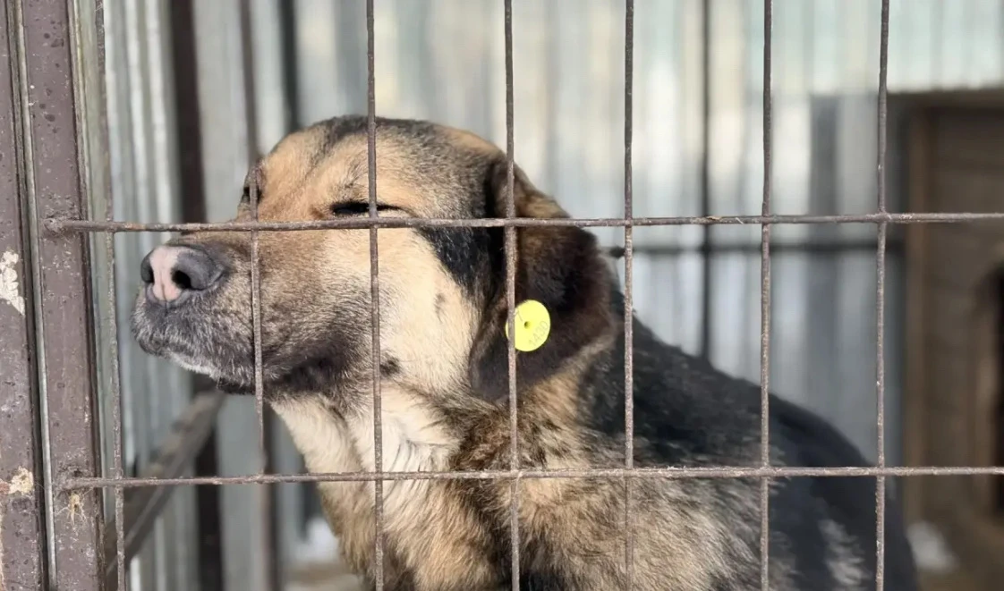 🐕 🐕‍🦺 🐈 🐈‍⬛ 🐕 🐕‍🦺 🐈  🐾 «Лапа помощи»: наша школа собрала корм для бездомных животных  🐾 В нашей школ