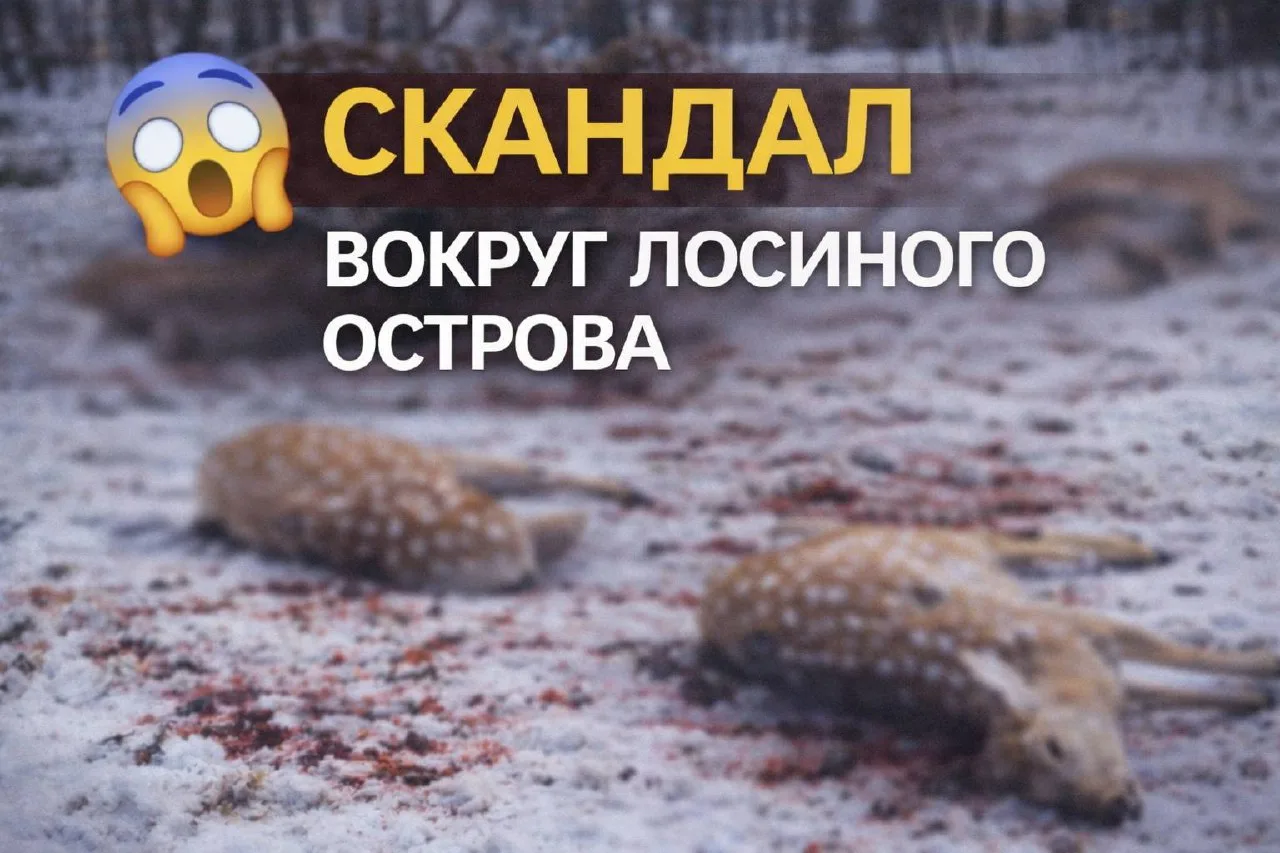 😨 Вокруг «Лосиного острова» снова скандал