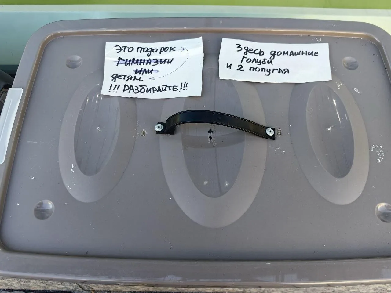 Контейнер с голубями и попугаями подбросили ко входу ТЦ в центре Петербурга.