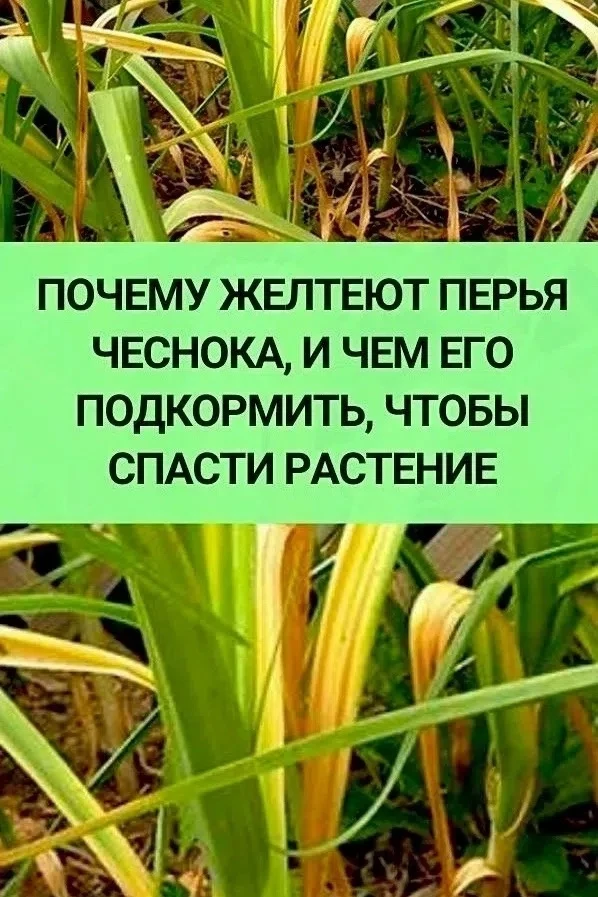 Почему желтеет чеснок?🧄   Друзья-огородники, заметили, что чеснок на грядке начал «бледнеть» и желте