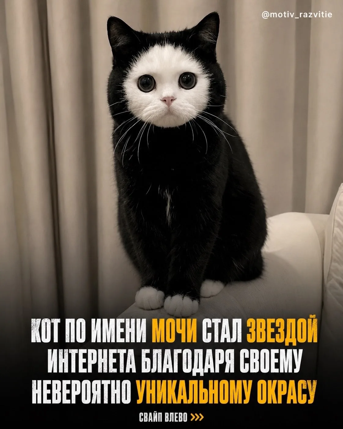 Коту по кличке Мочи повезло с уникальностью. Необычный окрас — и вот уже интернет обсуж...