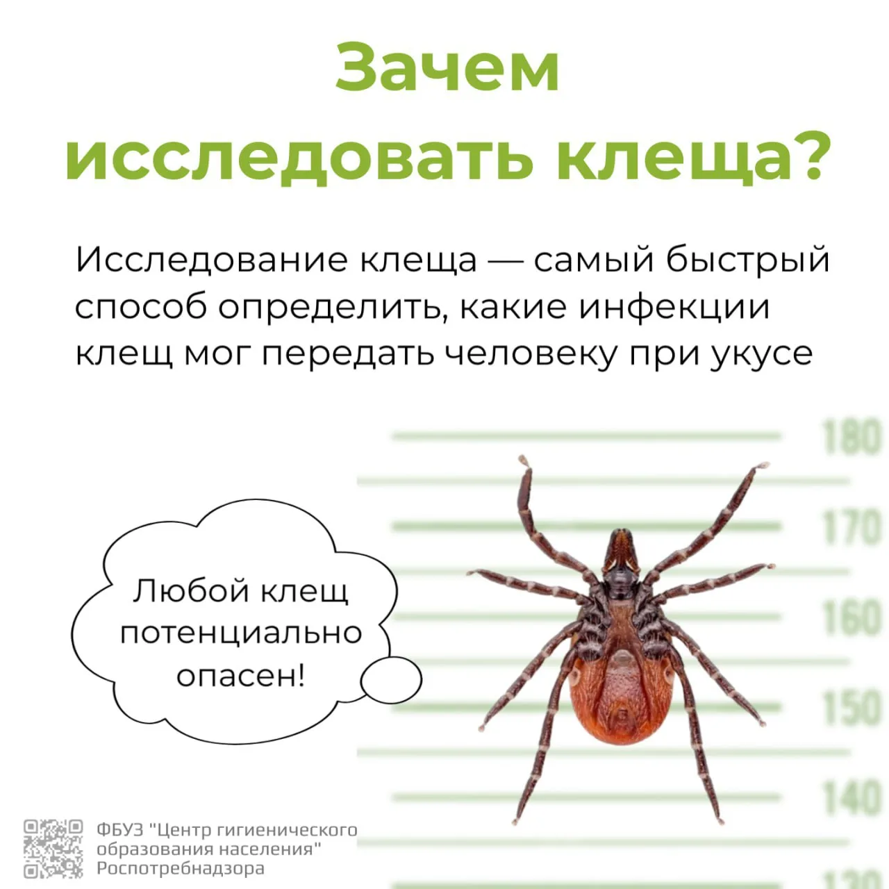 С начала сезона в Курганской области зарегистрировано 2364 обращения по поводу укусов к...