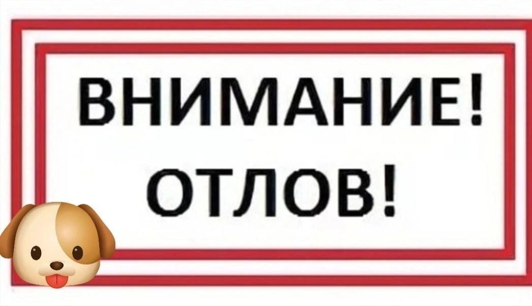 В Вальтоне работает отлов собак