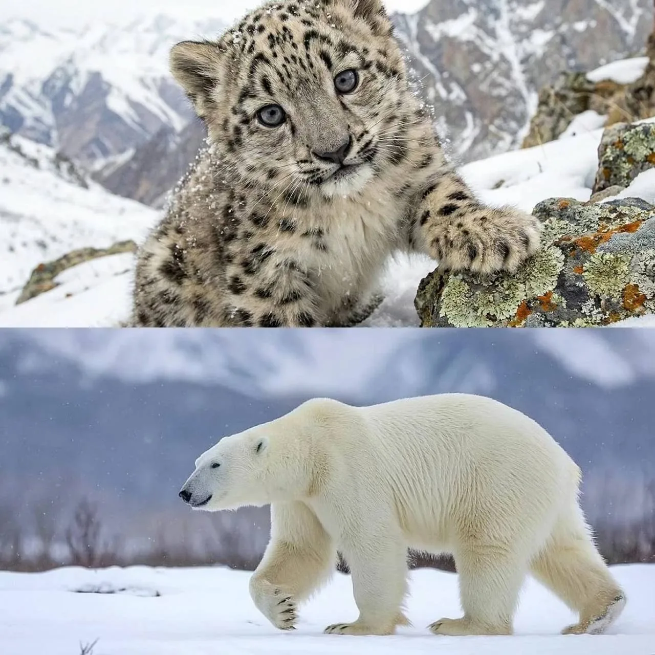 🐻‍❄️ Снежных барсов и белых медведей хотят привезти в казанский зоопарк