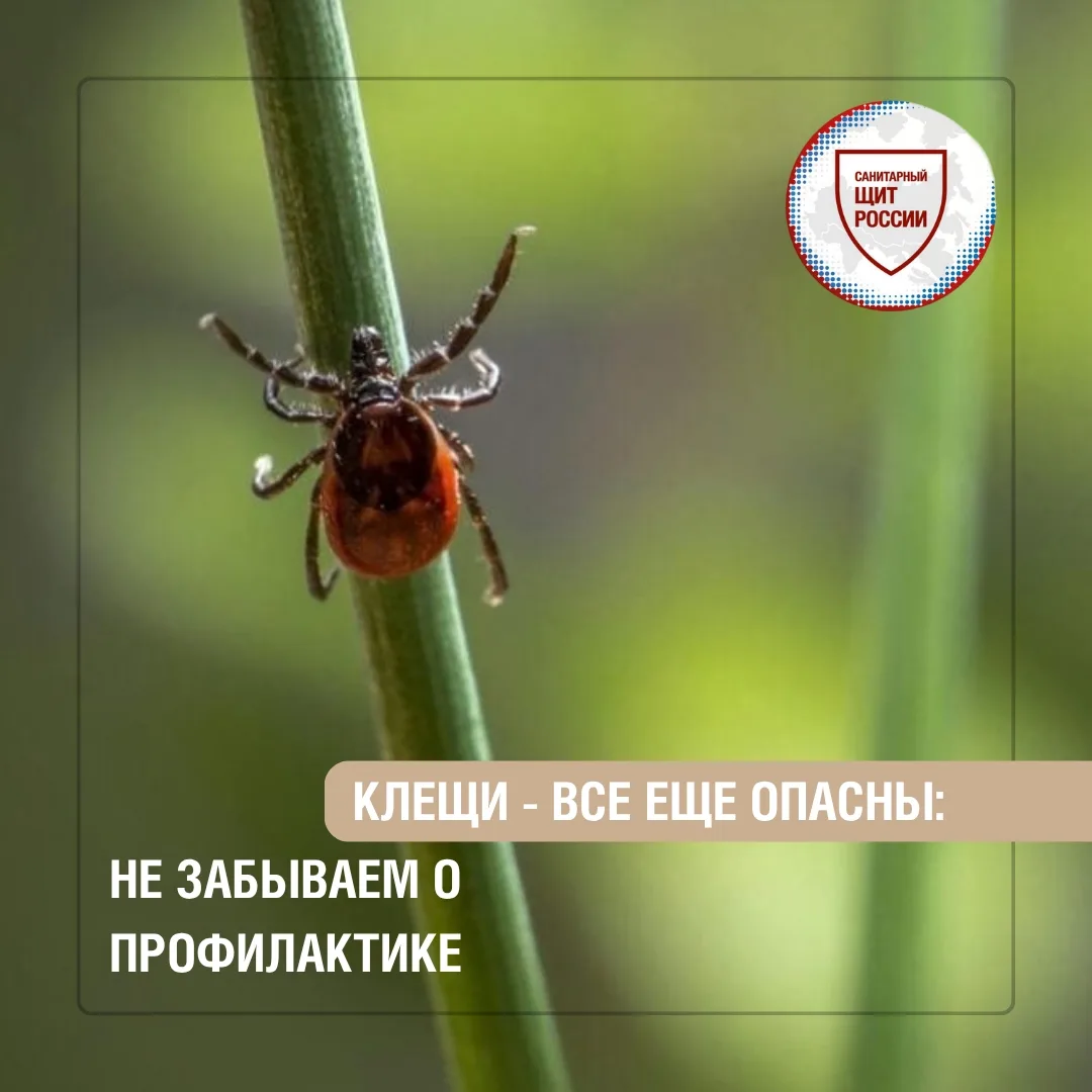 Многие считают, что с наступлением осени клещи исчезают. На самом деле при теплой погод...