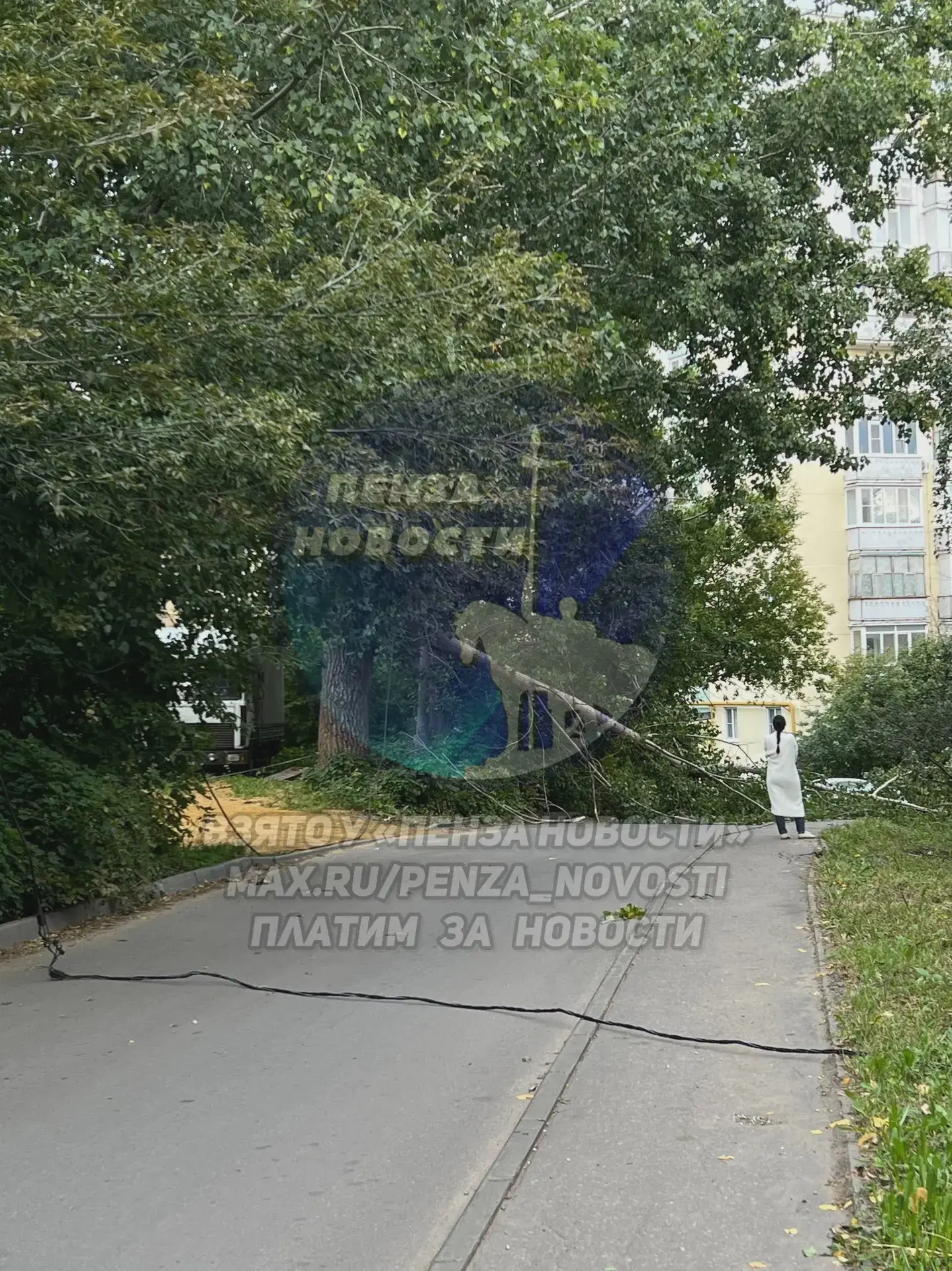 🌳 Дерево перегородило проезд на Окружной в Пензе
