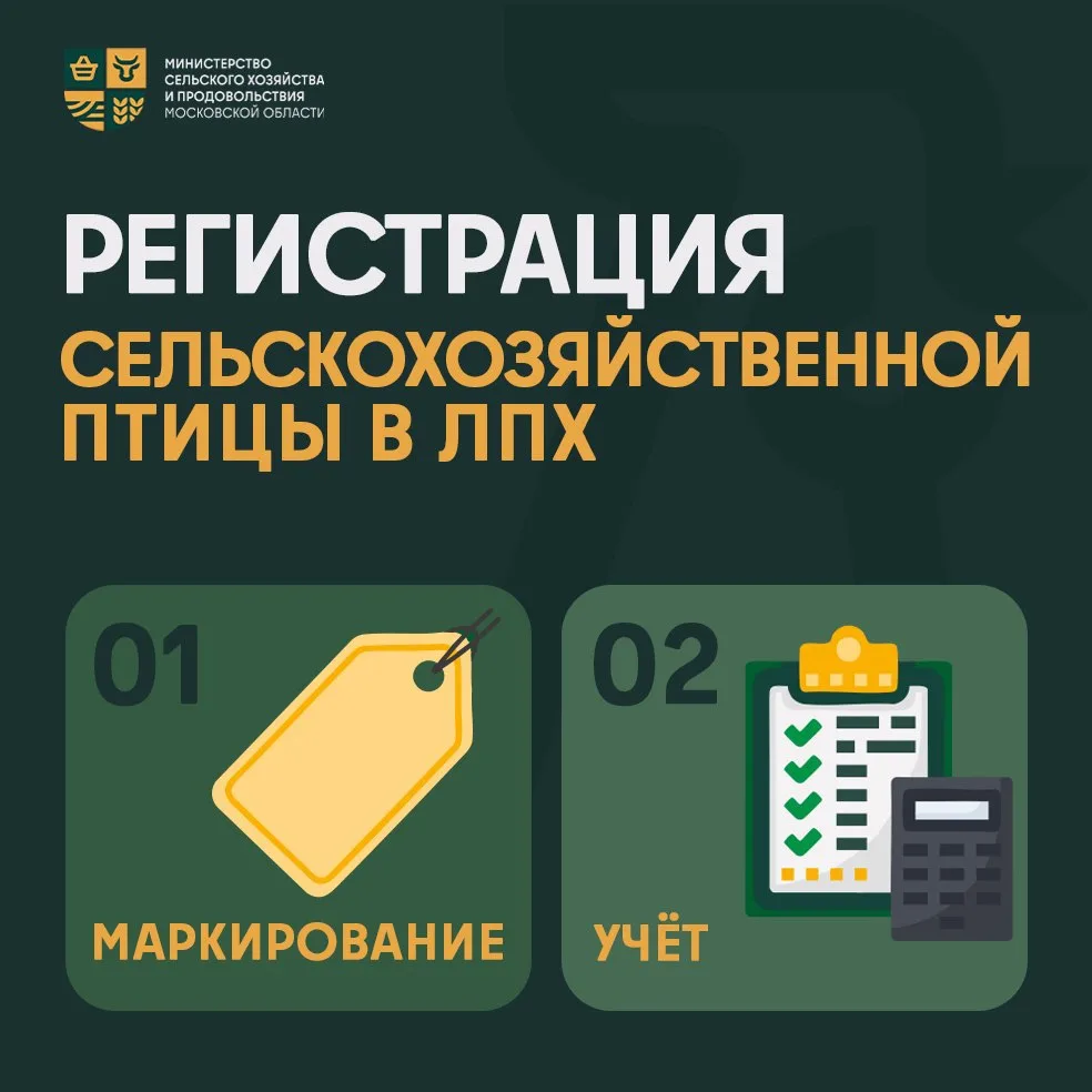 🐓 В МФЦ с птицей ходить не нужно: напоминаем, как поставить её на учёт в ЛПХ