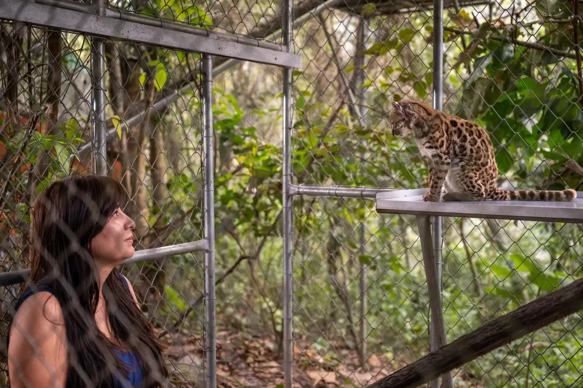 🐅 Впервые за столетие описан новый красивый вид кошек