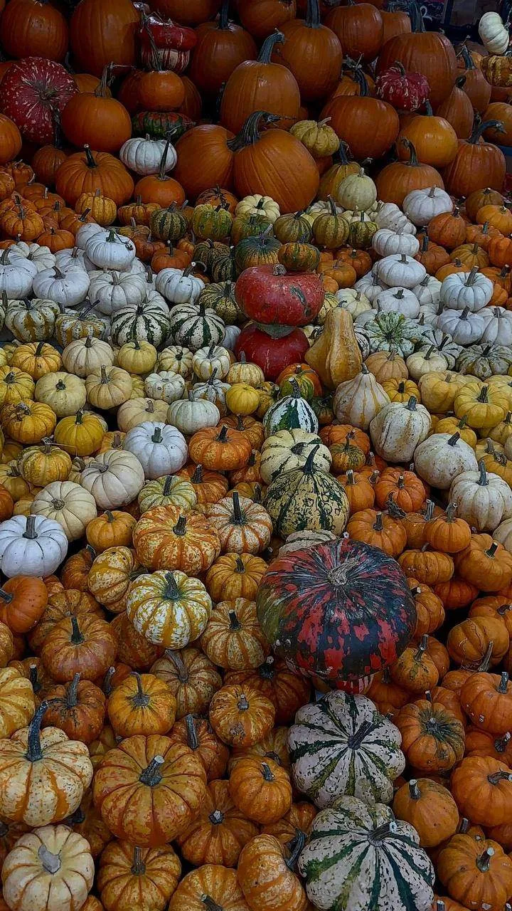 Тыквенный калейдоскоп нашли на Тухачевском рынке Ставрополя 🎃