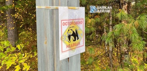 В Бурятии отстрелили ещё 10 медведей